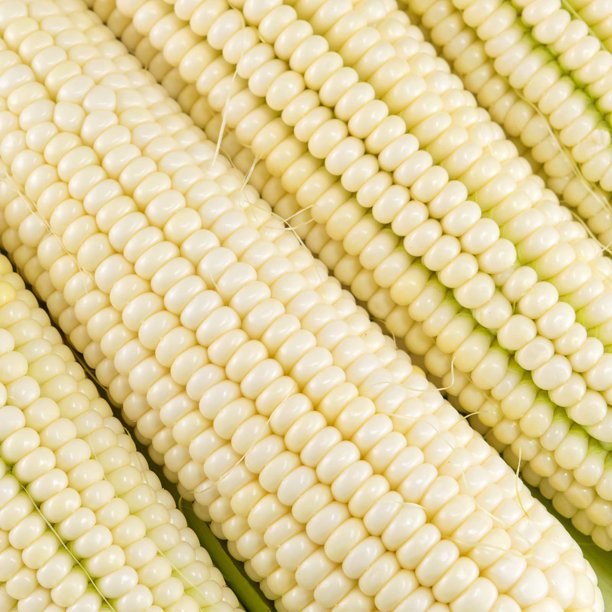 Silver King Hybrid Corn Garden Seeds 1 Lb NonGMO Vegetable