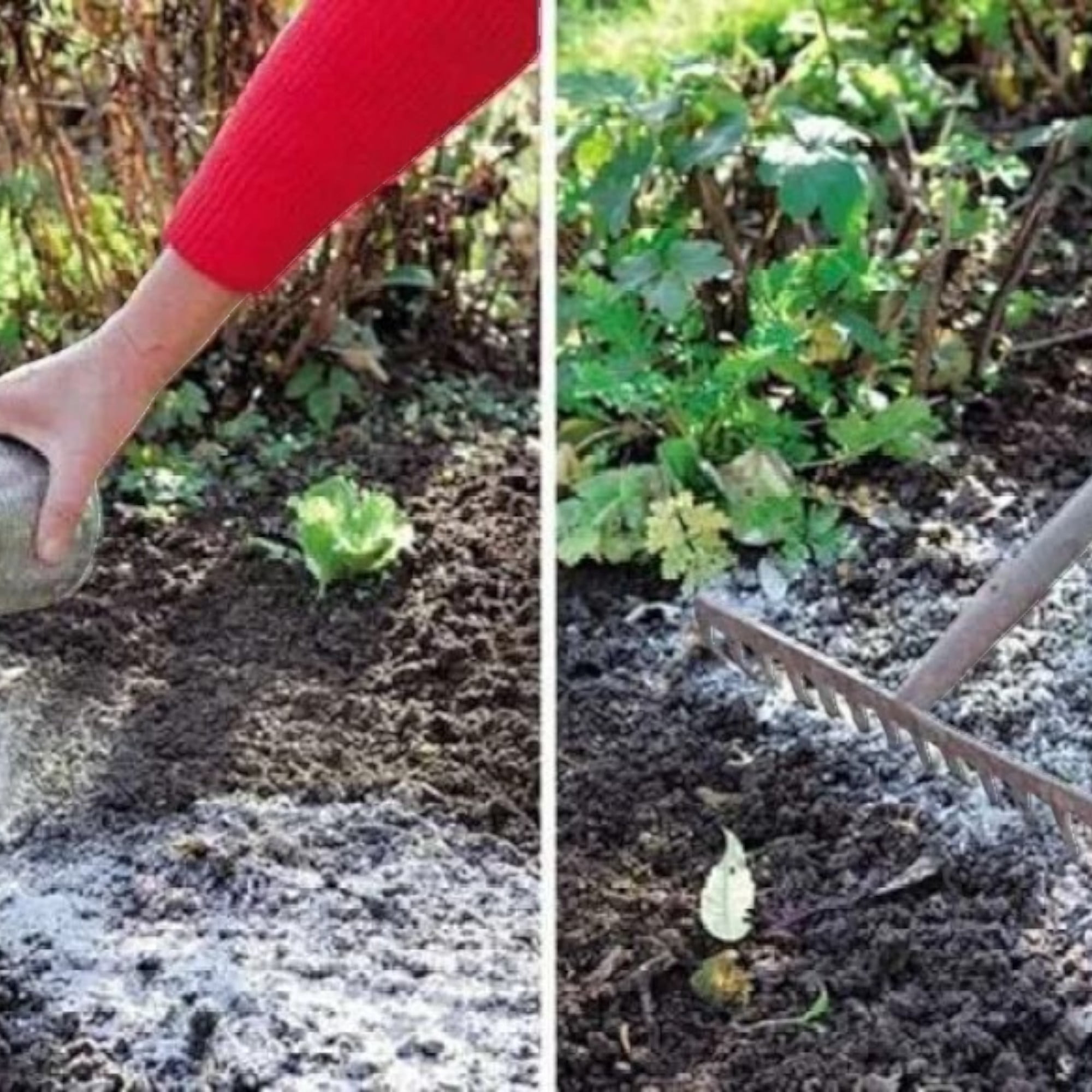 Hard Wood Ash Powder for Garden & Traditional Use | 100% Pure Hardwood Ash | Organic Soil Enhancer, pH Balancer & Fertilizer Substitute | Fine Sifted Natural Ash Powder (2lb)