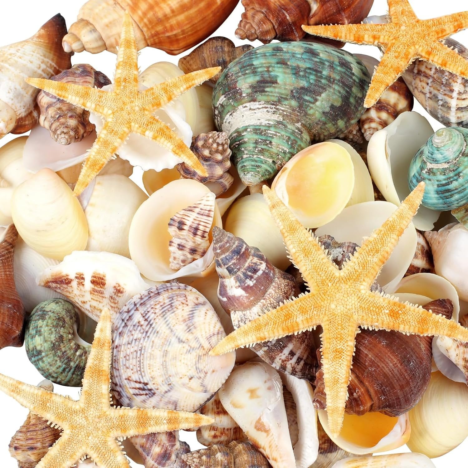 80+ Pcs Seashells Starfish Sea Shells for Crafts