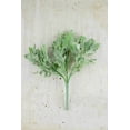 thumbnail image 1 of Frosted Dusty Miller Floral Pick 9.5 inches, 1 of 2