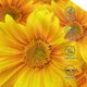 thumbnail image 3 of Fotbe 3D Sunflowers Gorro Clásico de Béisbol, Gorra Ajustable con Broche Snapback, Gorro de Exterior de Algodón Suave, 3 of 6