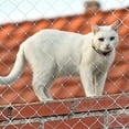 thumbnail image 3 of ZHAOCHENG Red de seguridad para gatos - Red de seguridad transparente para balcones - Archivador antifugas para ventanas y terrazas - Sin taladrar (1 ud., blanca), 3 of 5
