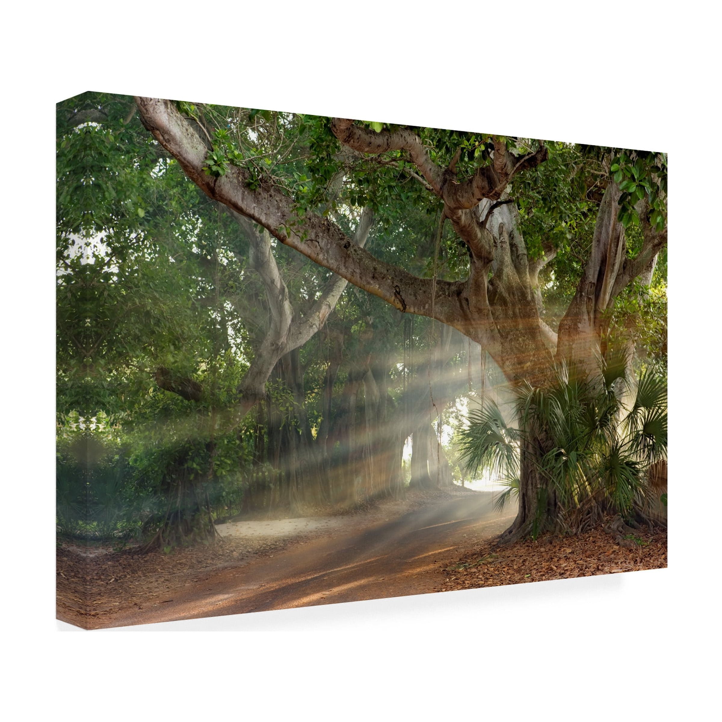 Trademark Fine Art 'Boca Grande Banyon Street' Canvas Art by Mike Jones Photo