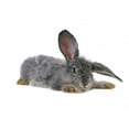 thumbnail image 2 of Grey Rabbit Wall Mural by Wallmonkeys Peel and Stick Graphic (24 in W x 17 in H) WM176018, 2 of 4