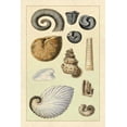 thumbnail image 2 of Sowerby, G.B. 23x32 Black Ornate Wood Framed with Double Matting Museum Art Print Titled - Shells: Ammonacea, 2 of 4
