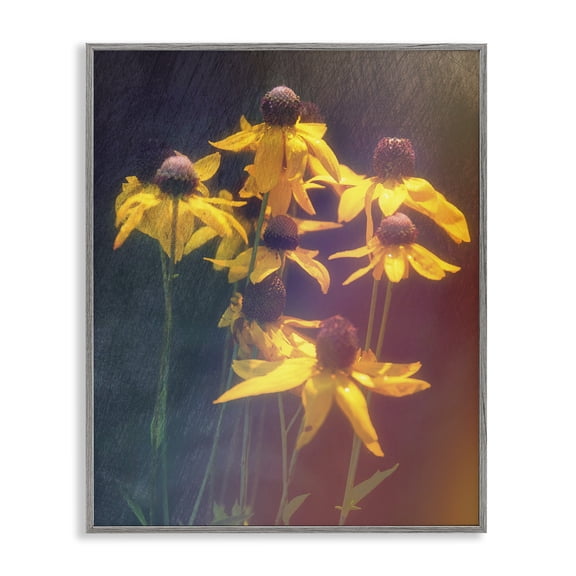 Stupell Industries Farmhouse Black-Eyed Susan Photography Gray Framed Giclee Art, 11 x 14, by Daniel Sproul