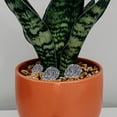 thumbnail image 4 of unbranded 6Ud De Espuma Artificial Con Apariencia Para De Y Arreglos, 4 of 6
