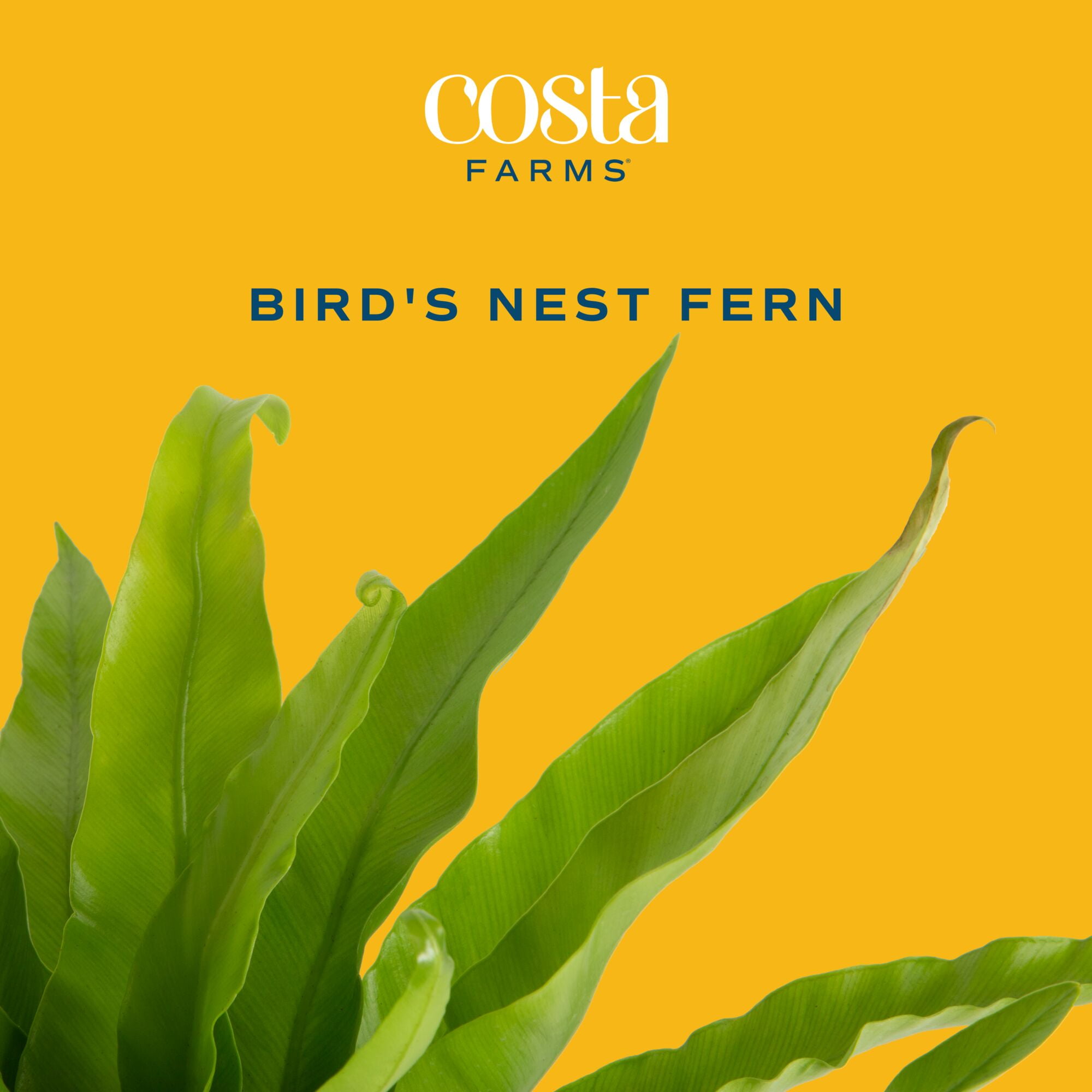 Costa Farms 15" Bird's Nest Fern Live House Plants in 5" Grower Pot