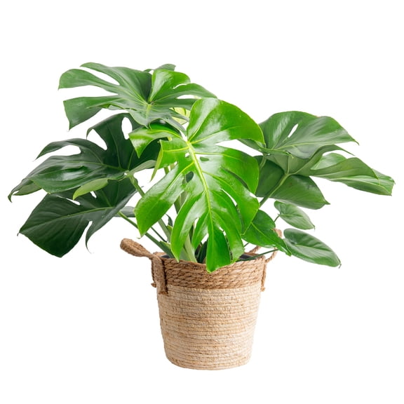 Costa Farms 24" Tall Monstera Deliciosa, Bright Indirect Sunlight, Indoor Live House Plants in 8.75" basket