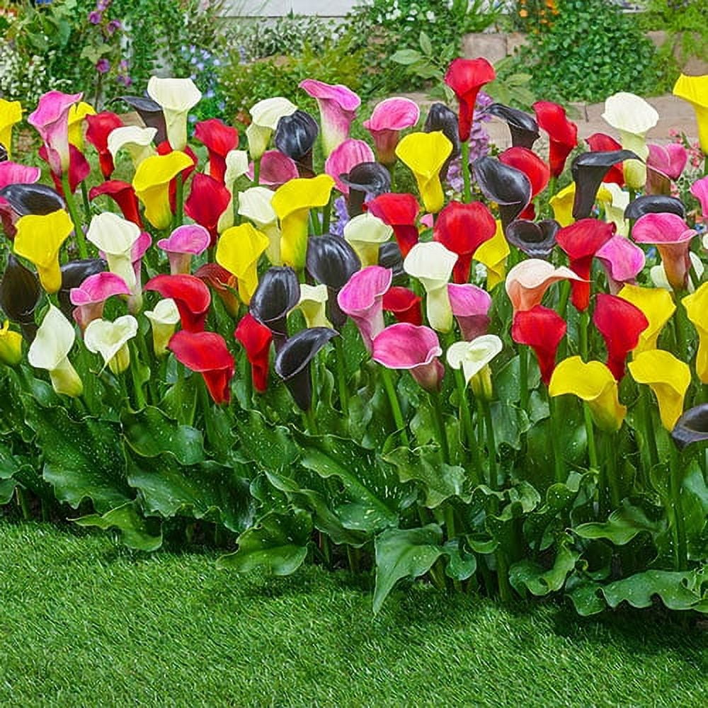 Better Homes & Gardens 1.32 Gal Calla Lily Yellow, Live Perennial Plant, Full Sun
