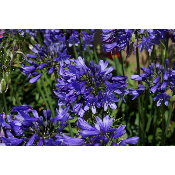 Southern Living Ever Midnight Agapanthus 'Lily of the Nile' Live Shrub in 2.5-Quart Grower Pot