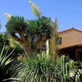 thumbnail image 4 of Silver Yucca - Live Plant in a 3 Gallon Growers Pot - Yucca Rostrata - Rare Outdoor Ornamental Slow Growing Evergreen Tree, 4 of 5
