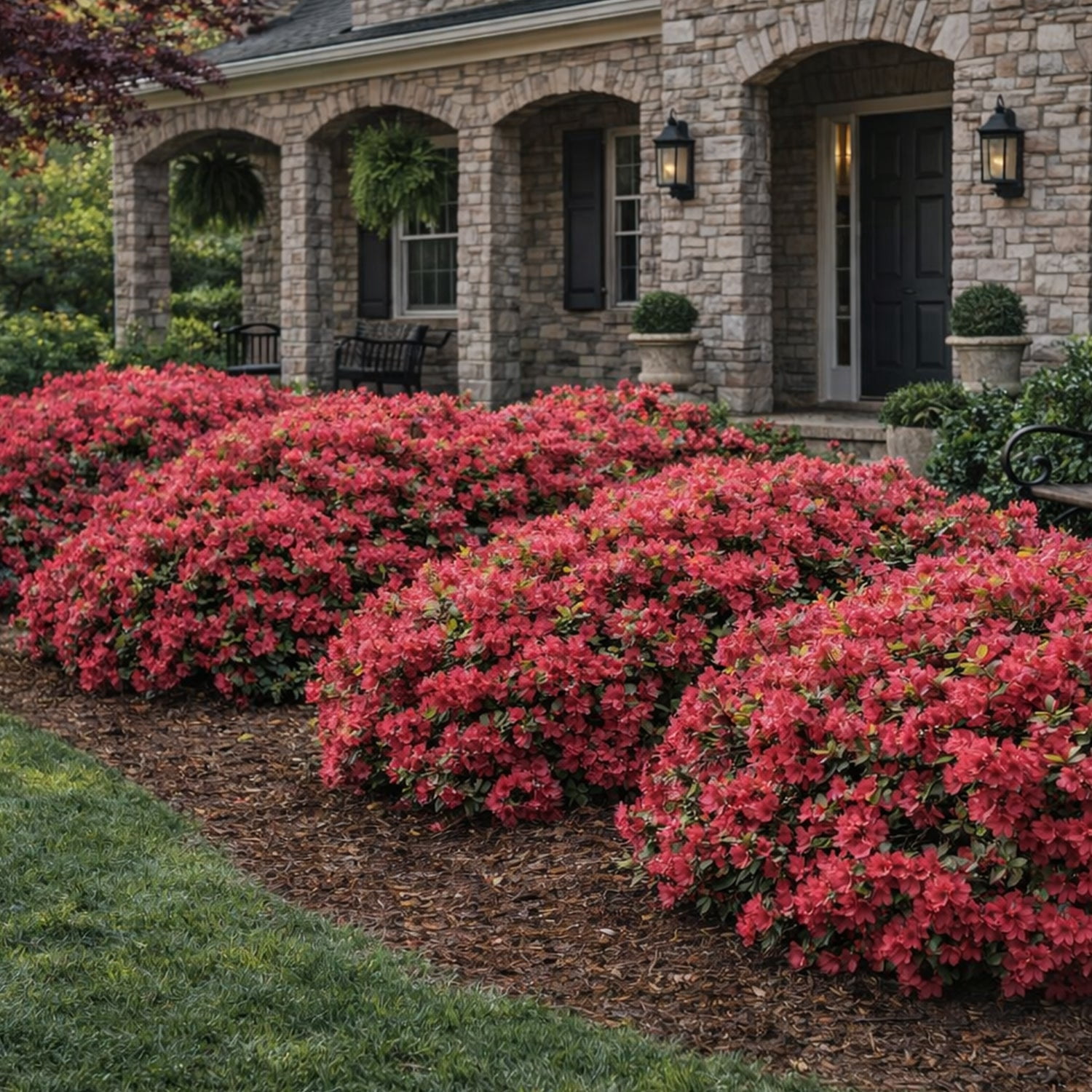 Expert Gardener 1 ft Azalea - Sunglow Live Shrub in 3- Gallon Grower Pot