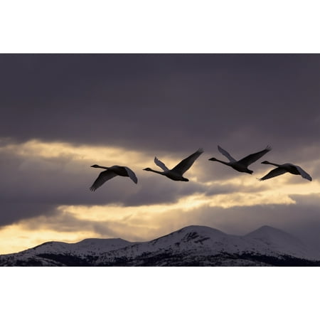 Four Trumpeter Swans Arrive At Marsh Lake As A Squall Moves In From The North Spring Migration Yukon Canada Composite Stretched Canvas - John Hyde  Design Pics (38 x