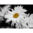 thumbnail image 2 of Vitaly Geyman 37x28 Gallery Wrapped Canvas Wall Art Titled - Daisy I BandW, 2 of 4