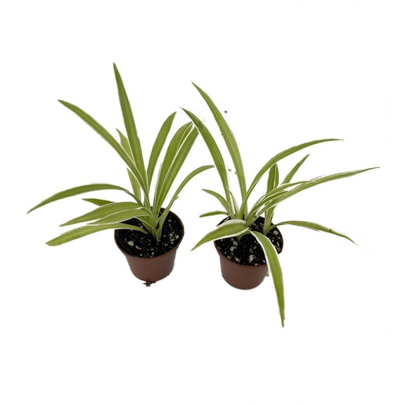 Ocean Spider Plant - 2 Plants 2" Pots - Cleans the Air