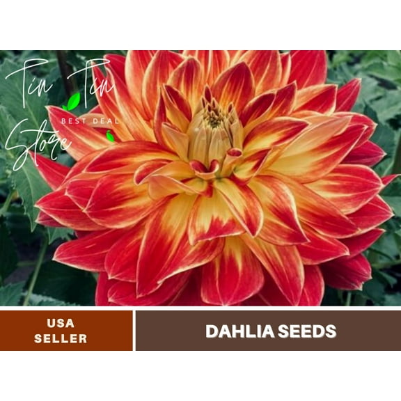40  Seeds| Hometown Hero Dahlia Perennial Seeds - | Seeds, Herbal Seeds, Flower Seeds, GMO Free, Authentic Seed#D051