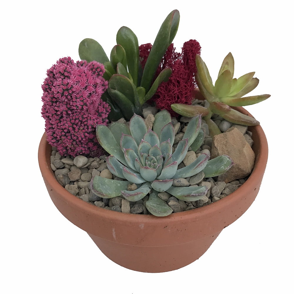 unique cactus planters