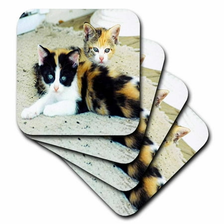 3dRose 2 Adorable Calico Kittens, Ceramic Tile Coasters, set of 4