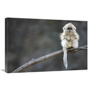 Global Gallery  20 x 30 in. Golden Snub-Nosed Monkey Juvenile - Qinling Mountains - China Art Print - Cyril Ruoso