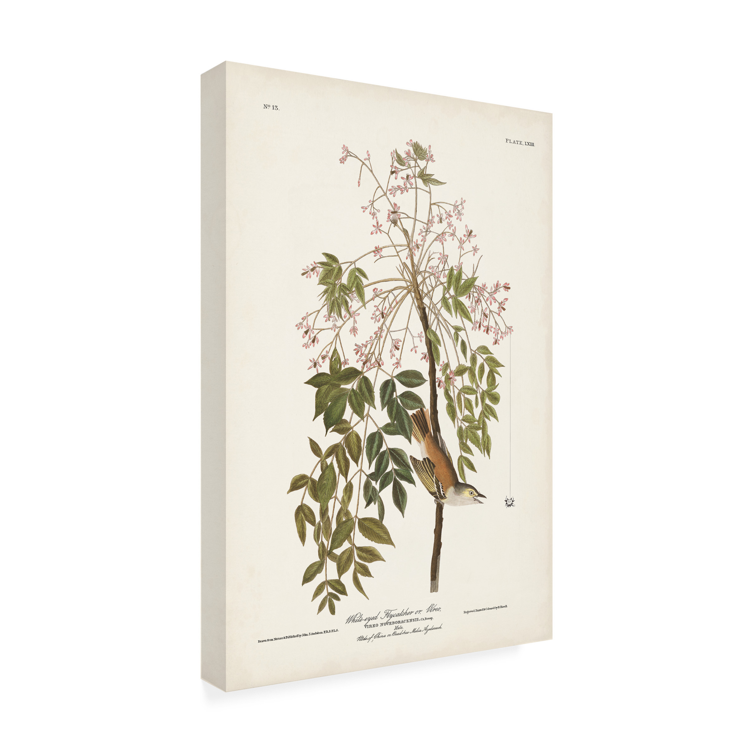 John James Audubon 'White Eyed Flycatcher' Canvas Art