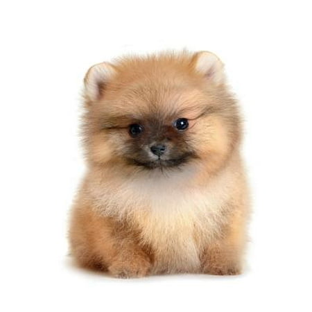 Pomeranian Note (Pomeranian Notebook & Journal. Productivity Work Planner & Idea Notepad : Brainstorm Thoughts, Self Discovery, to Do)