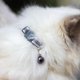 thumbnail image 5 of Collar para Gatos Mr. Pets, Reflectante, Ajustable violeta Unitalla, 5 of 5