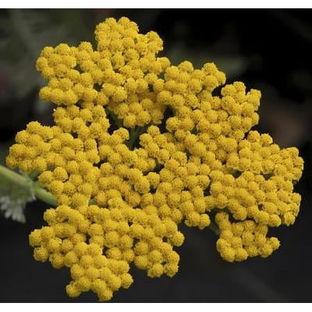 Classy Groundcovers, Yarrow 'Coronation Gold', Fernleaf Yarrow, Cloth of Gold, Sneezewort, Sneezeweed, Golden Yarrow (25 Pots, 3 1/2 inch square)