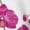 Orchids Flowers2, variant on Xecao Orchids Flowers print women's scoop neck, loose-fit workout tank tops for the gym.