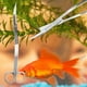 thumbnail image 5 of 1PC Profesional de Acero Inoxidable Pinzas de Plantas Acuáticas Tijeras para el Tanque de Peces de Acuario (Ola), 5 of 8