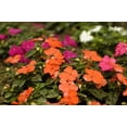thumbnail image 6 of 50 DWARF ORANGE IMPATIENS Walleriana Sun or Full Shade Flower Seeds, 6 of 10