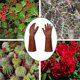 thumbnail image 5 of Guantes largos de jardinería de piel de ciervo, 5 of 5