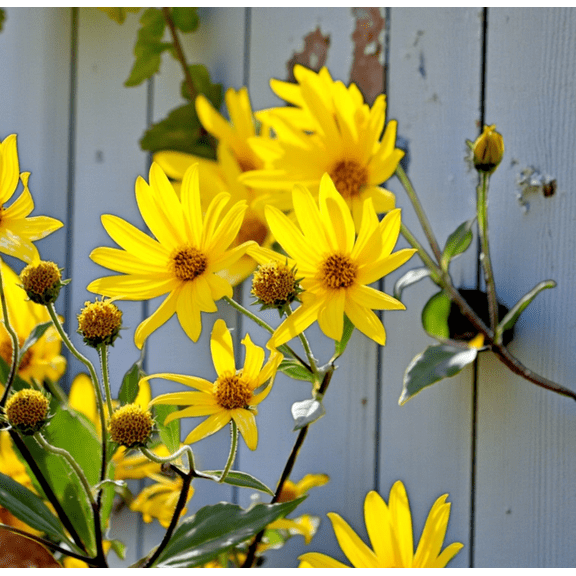 25 Seeds White Jerusalem Artichokes for Planting (Sunchokes) - Sunroot Helianthus Tuberosus Seeds Not tuber