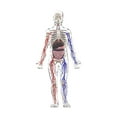 thumbnail image 3 of Modelo de cuerpo humano para niños, kit interactivo de ciencia, enseñanza 3D, figura anatómica realista, herramientas de estudio para niños y niñas en, 3 of 10