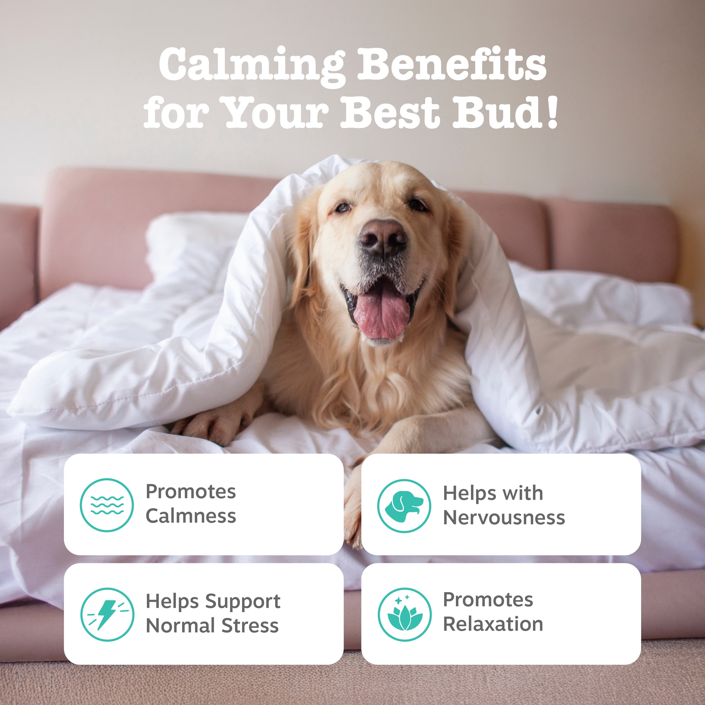 Zesty Paws Advanced Calming Bites for Dogs, Calming Behavior, Turkey Flavor, 60 Count Soft Chews