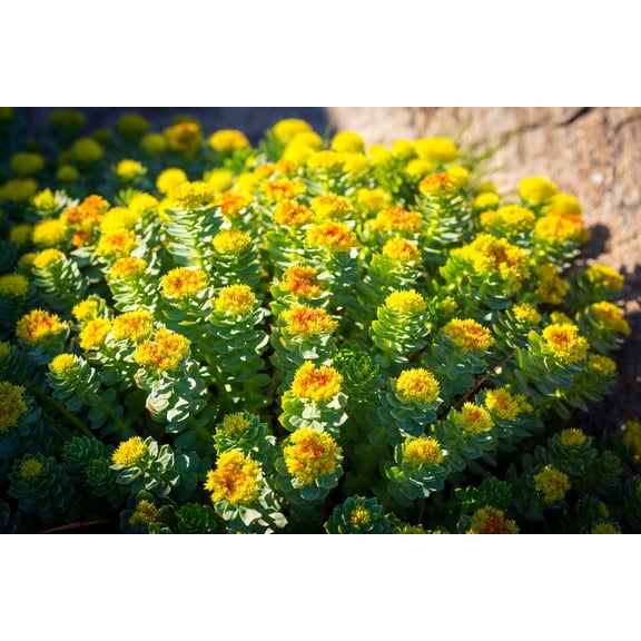 Seedville 25 Roseroot Stonecrop Flower Seeds, Succulent
