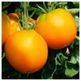 thumbnail image 3 of Everwilde Farms - 25 Organic Garden Peach Heirloom Tomato Seeds - Gold Vault Jumbo Bulk Seed Packet, 3 of 5