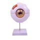 thumbnail image 5 of Modelo de ojo humano 4D, desmontado, con componentes extraíbles, herramienta didáctica, modelo de globo ocular, figura de escritorio para observación, 5 of 9