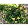 thumbnail image 6 of Ixora Maui Yellow  10 Live Plants  Beautiful Vibrant Blooming Butterfly Attracting Shrub  Coccinea Flame of The Woods Jungle Flame, 6 of 8