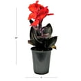 thumbnail image 2 of Expert Gardener Outdoor Live Plant Canna Lily Cannova Bronze Scarlet 1QT, Full Sun, 2 of 10