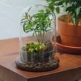 thumbnail image 4 of Campana de cristal Terrarium NCYP con forma de cúpula, 18,5 cm x 12 cm (sin plantas), 4 of 7