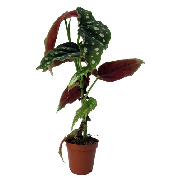 Rare Polka Dot Bat Wing Begonia Plant - Begonia Maculata - 2" Pot