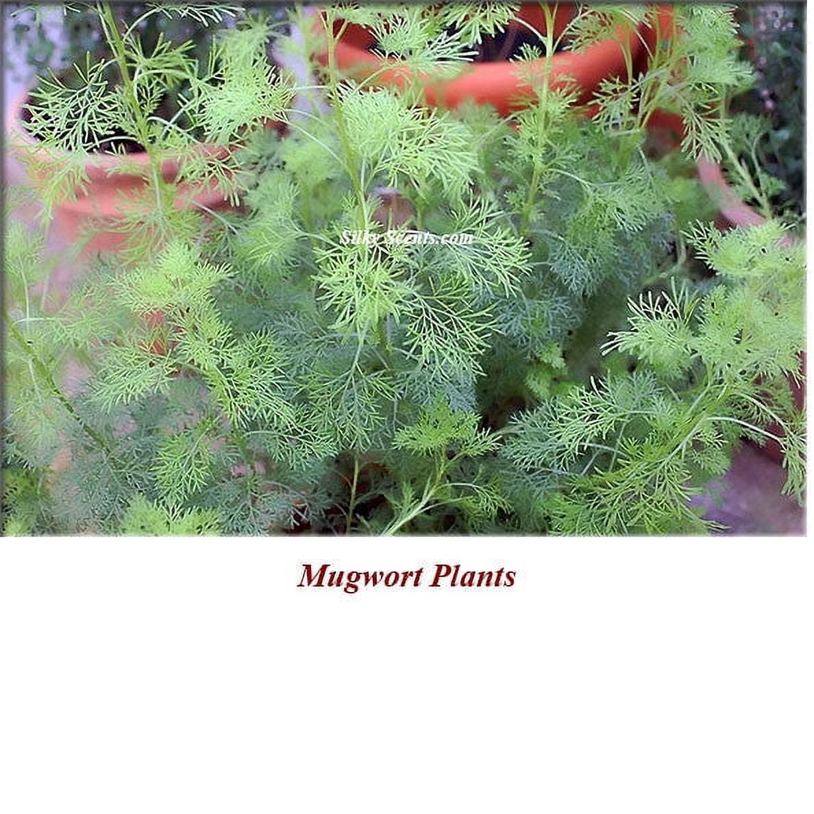 Mugwort Organic Essential Oil 1 fl oz (30 ml) - 100% Pure and Natural by Silky Scents