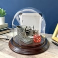 thumbnail image 2 of Plymor 5.5" x 5.5" Glass Display Dome Cloche (Dark Mahogany Veneer Base), 2 of 2