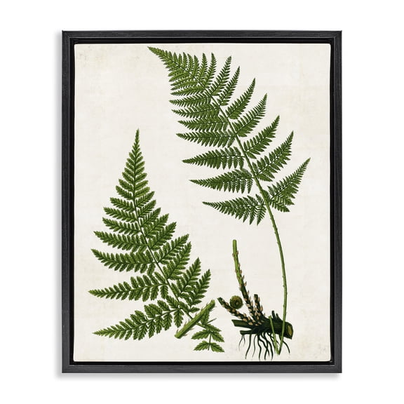 Stupell Industries Two Ferns Nature Study Plants & Flowers Painting Black Floater Framed Canvas Art Print Wall Art, 17 x 21