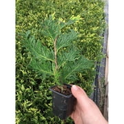 10 Bilot Green Giant Arborvitae 8-12" tall trees