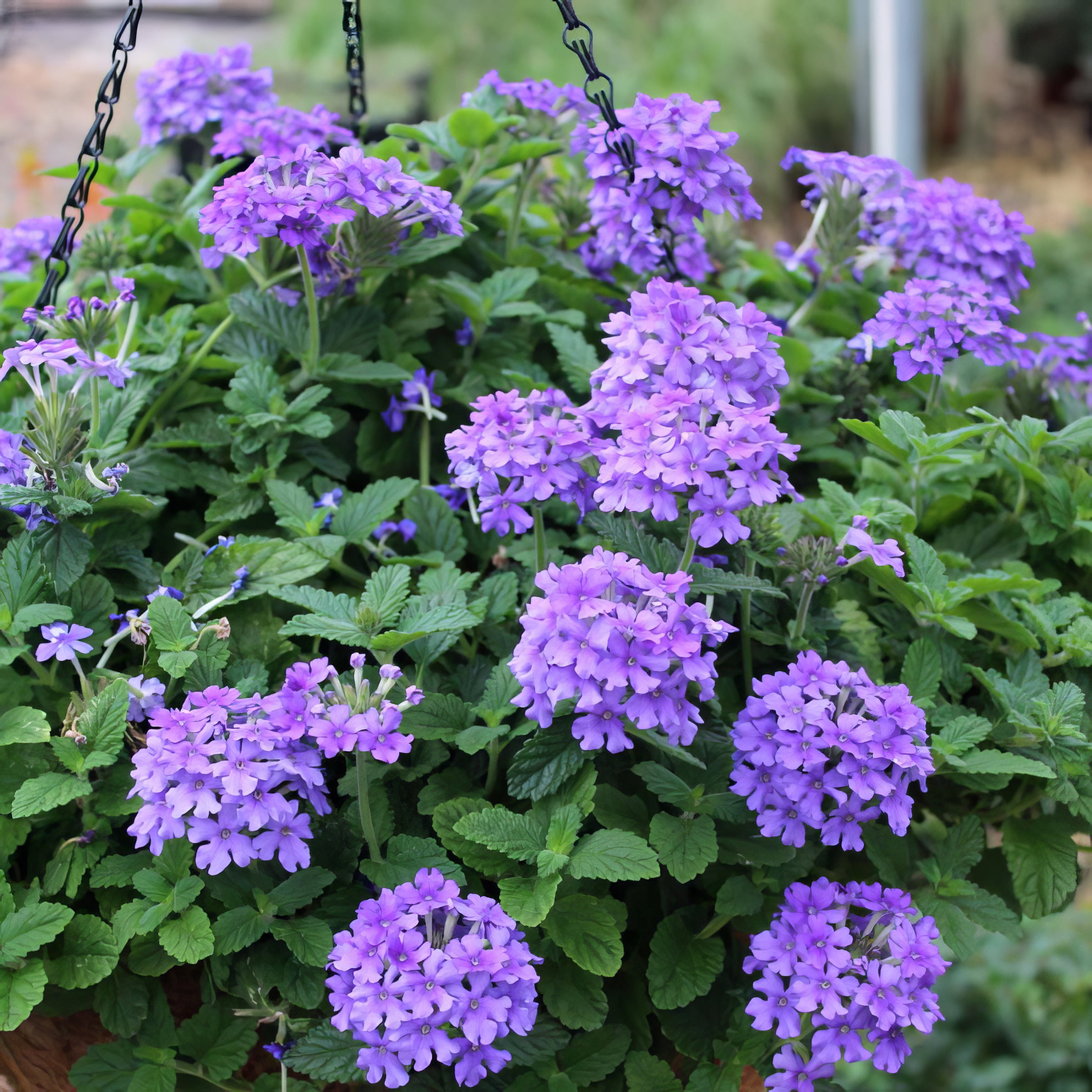 Live Perennial 4" Verbena EnduraScape Blue Improved (3-Pack) with Full Sunlight