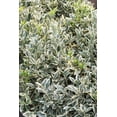 thumbnail image 5 of RedCrocus Silver King Japanese Euonymus | Evergreen Shrub for Borders, Hedges & Containers | Low Maintenance & Deer Resistant 3 Gallon, 5 of 18