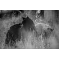 thumbnail image 2 of The Yellowstone Collection 18x13 Black Ornate Wood Framed with Double Matting Museum Art Print Titled - Black Bear Sow with Cub, Tower Fall, Yellowstone National Park, 2 of 4
