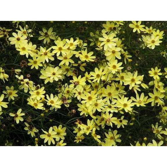 Classy Groundcovers, Coreopsis 'Moonbeam', Tickseed, Thread Leaved Coreopsis, Threadleaf Coreopsis (25 Pots, 3 1/2 inch square)